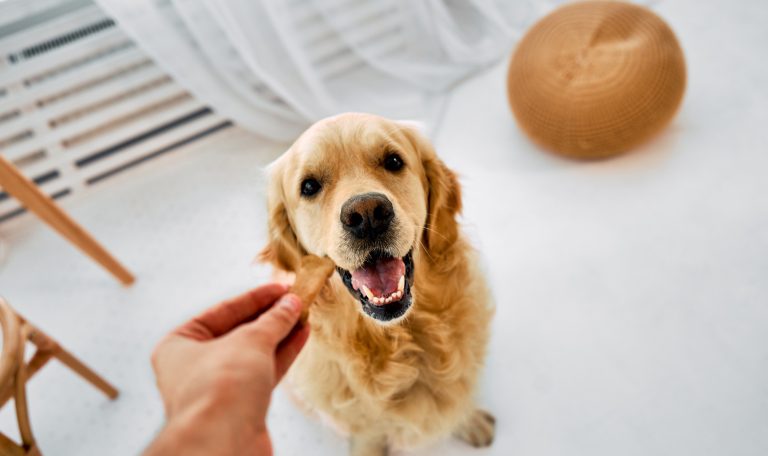 memoriale digitale animali domestici