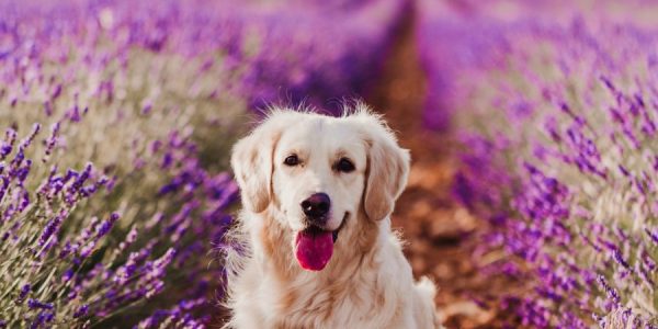 beautiful-golden-retriever-dog-in-purple-lavender-field-at-sunset-pets-in-nature-and-lifestyle-r66qkmkjp455tfywwjphu8o28mat0a5xdunt3em76o