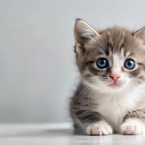 Cremazione gatti milano