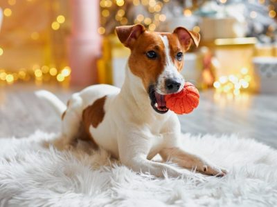 preparing-for-christmas-new-year-s-decor-a-dog-with-christmas-balls-r61gslh6ytlx2xvi5v4p6s2ov6iangh72fvjtmjaw0